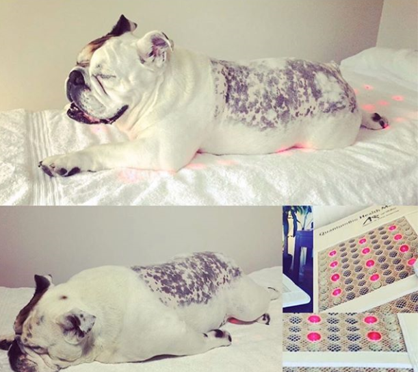 animal using infrared therapy mat