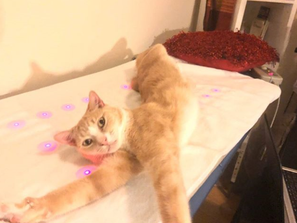 cat using infrared therapy mat