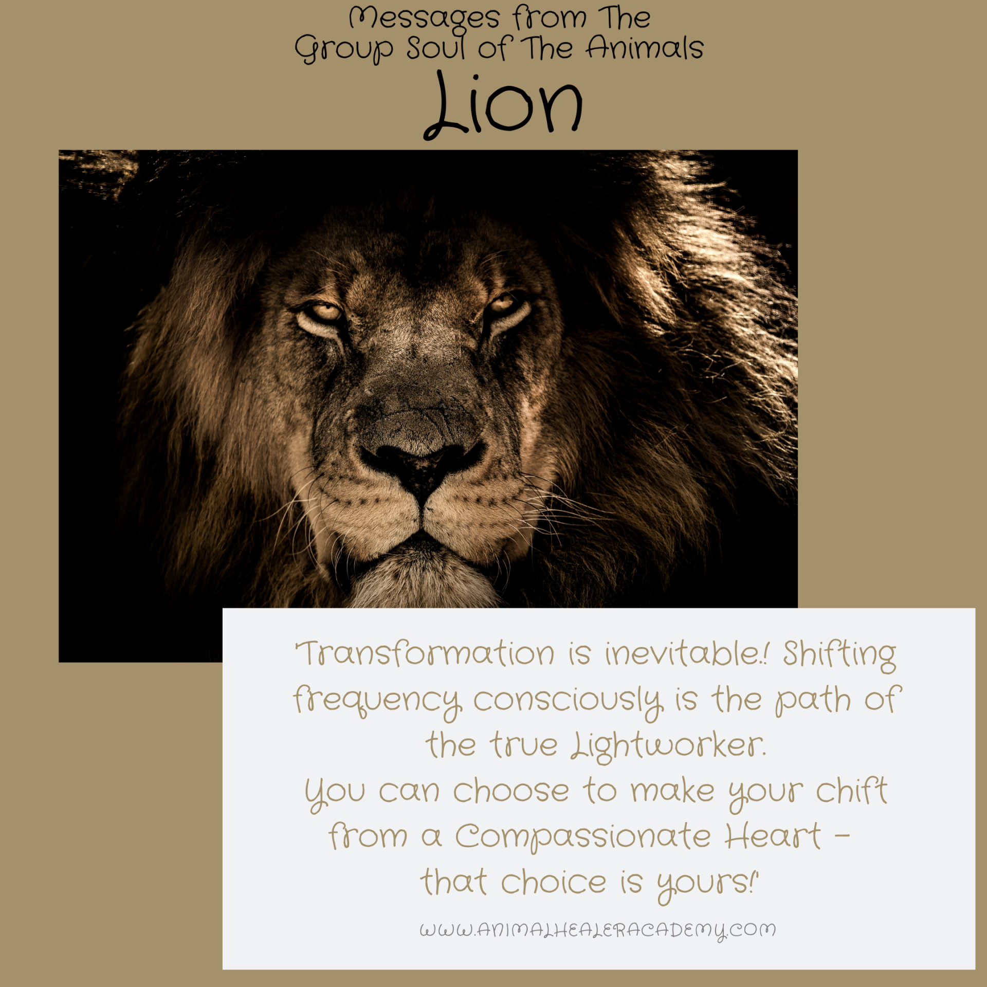 animalhealer animalhealing animal communication spirituality