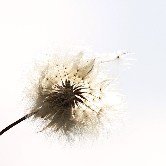 dandelion