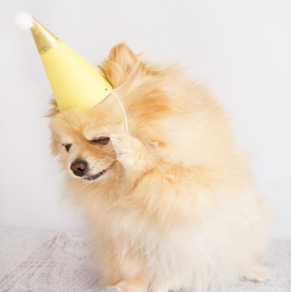 How to start a dog bakery