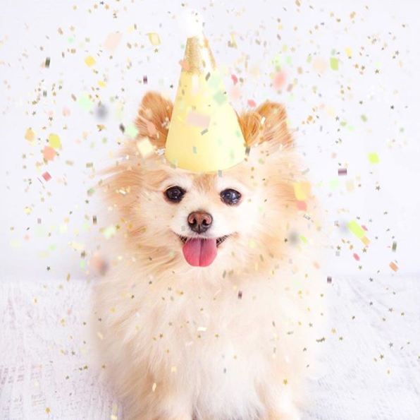 how to start a dog bakery
