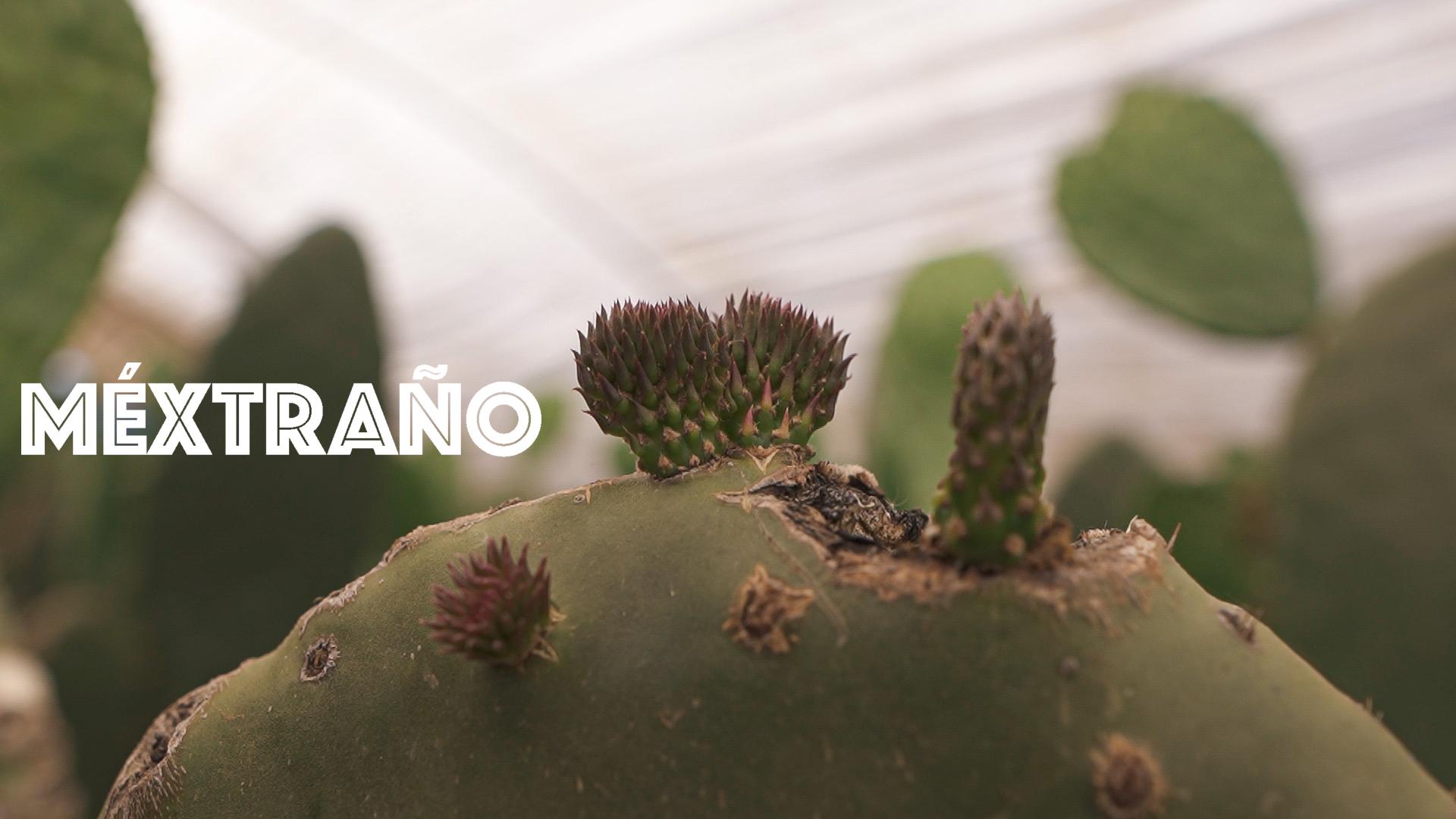 Méxtraño Piel de Nopal