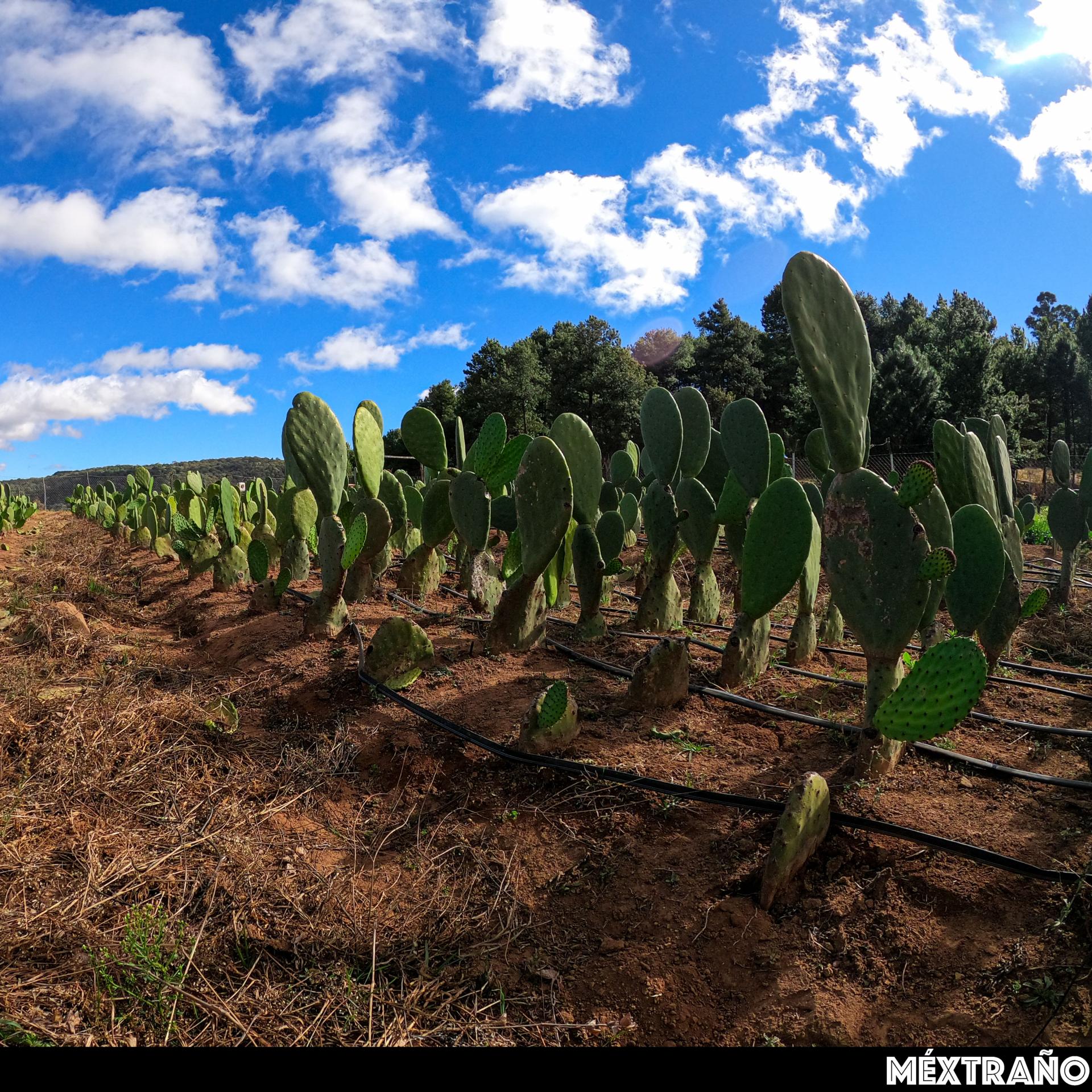 Méxtraño Piel de Nopal