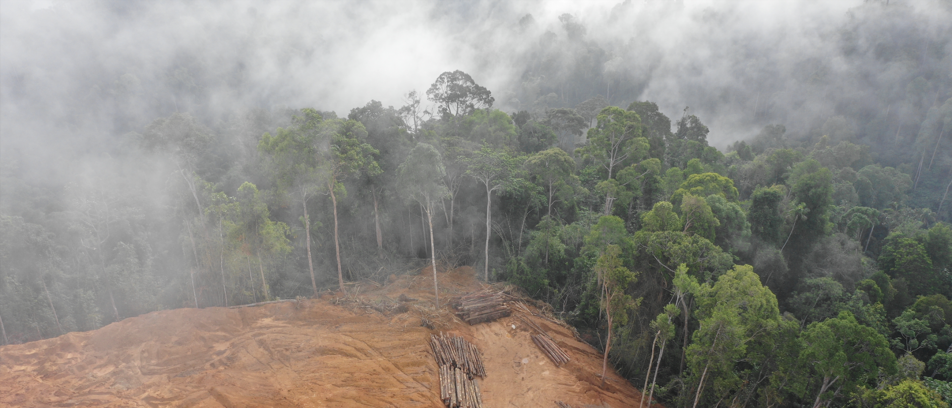 Lush rainforest boardered by rampant deforestation
