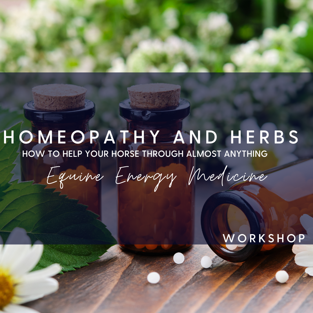 homeopathy for horses