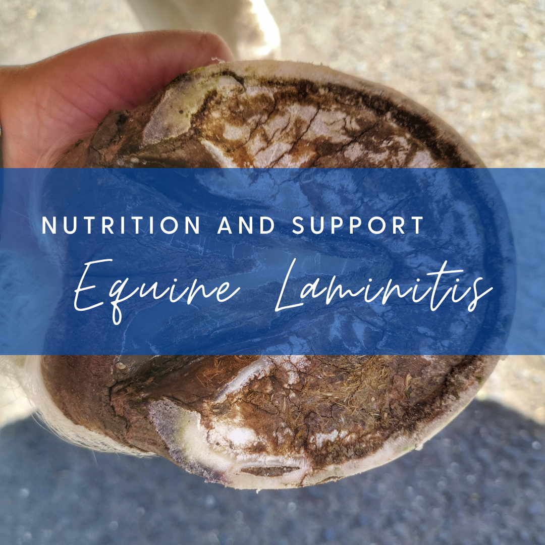 horse nutrition for horse owners