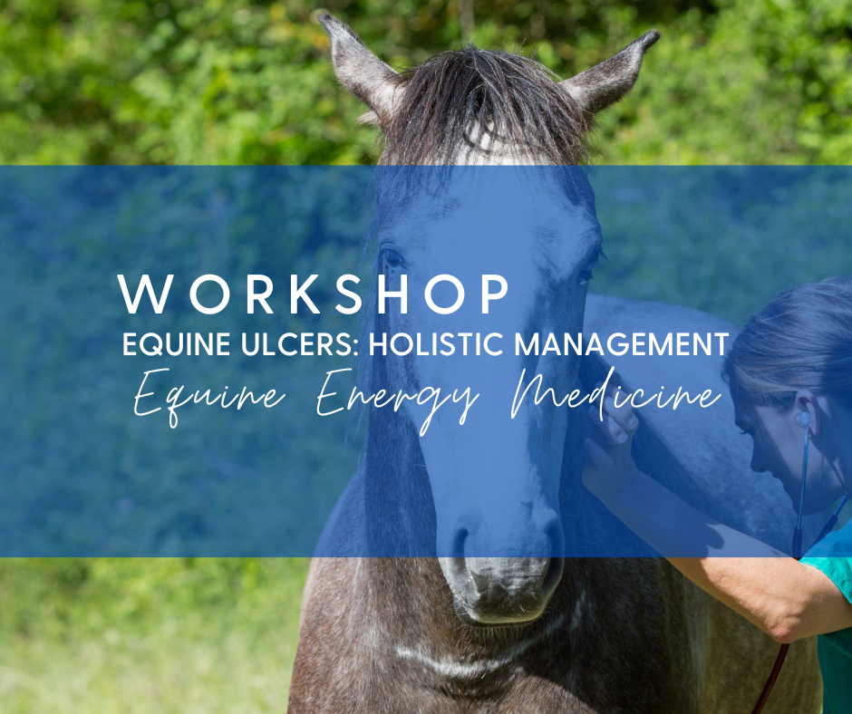 horse nutrition for horse owners