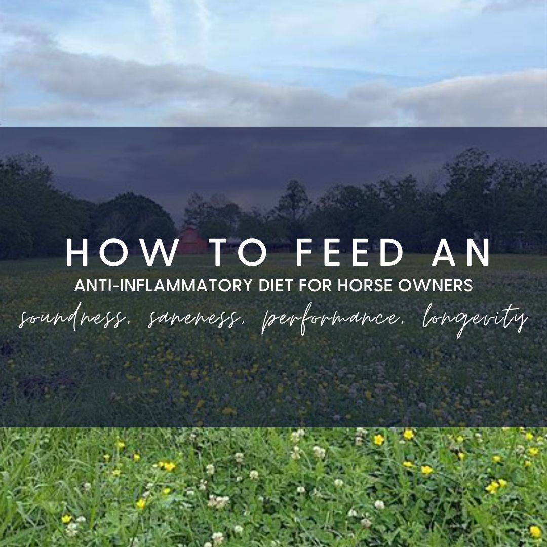 horse nutrition for horse owners