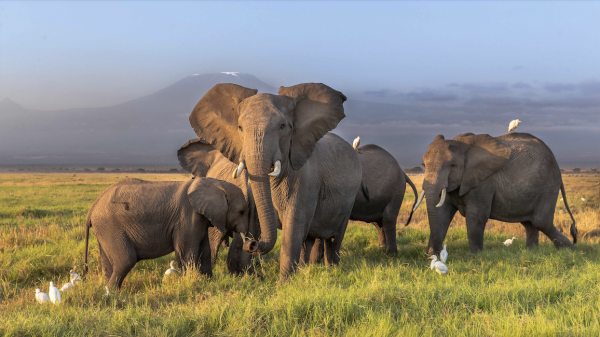 AFRICAN ELEPHANT SAFARI