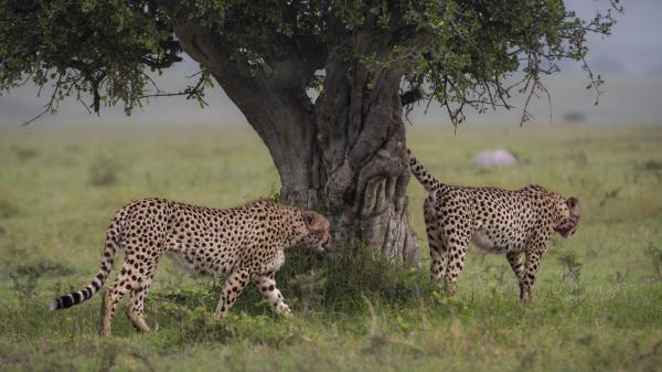 AFRICAN SAFARI