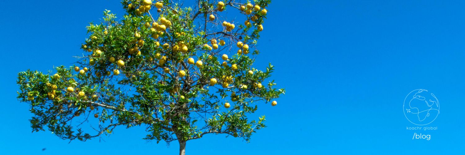 Crown of a fruit tree against a blue sky. Some branches bearing fruit, some not.