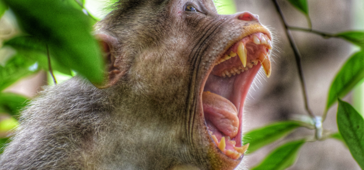 oral health and mental health