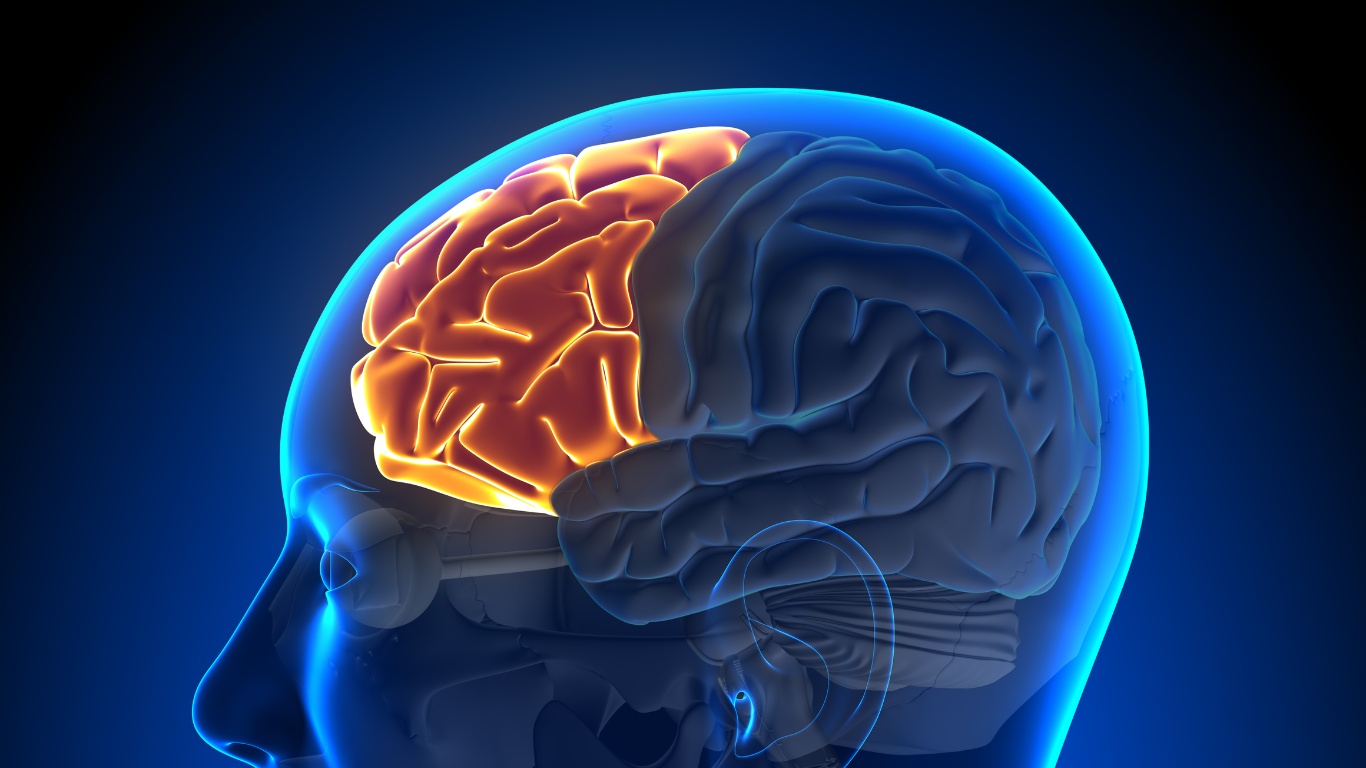 Prefrontal Cortex (PFC) Brain