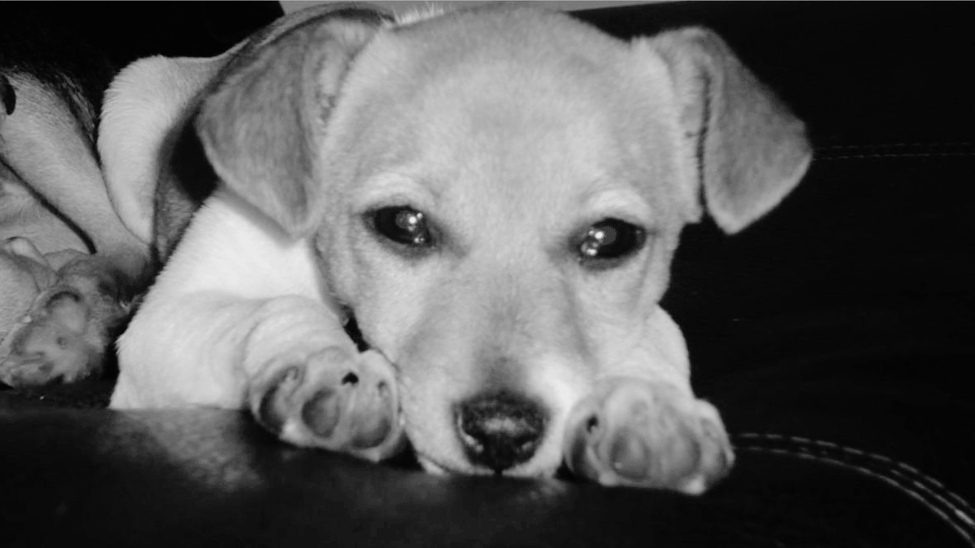 The Journey Through Grief