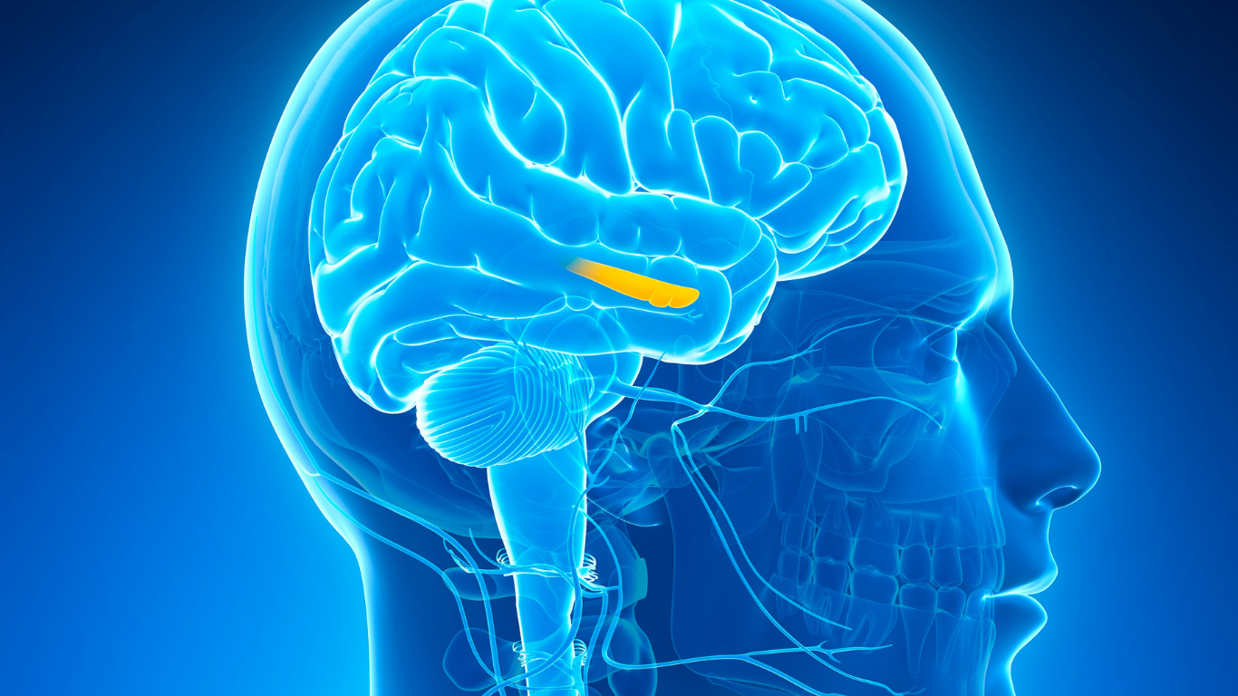 Hippocampus Brain