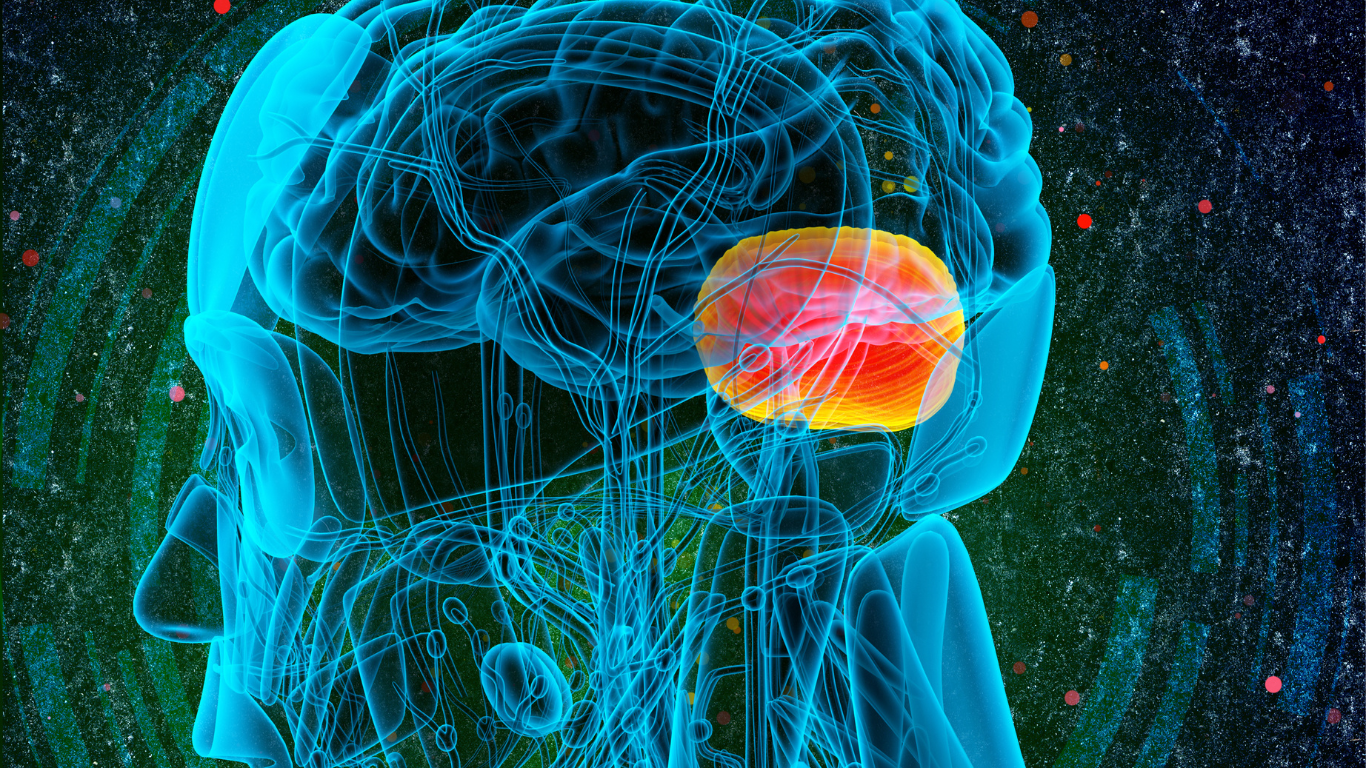 Amygdala Brain