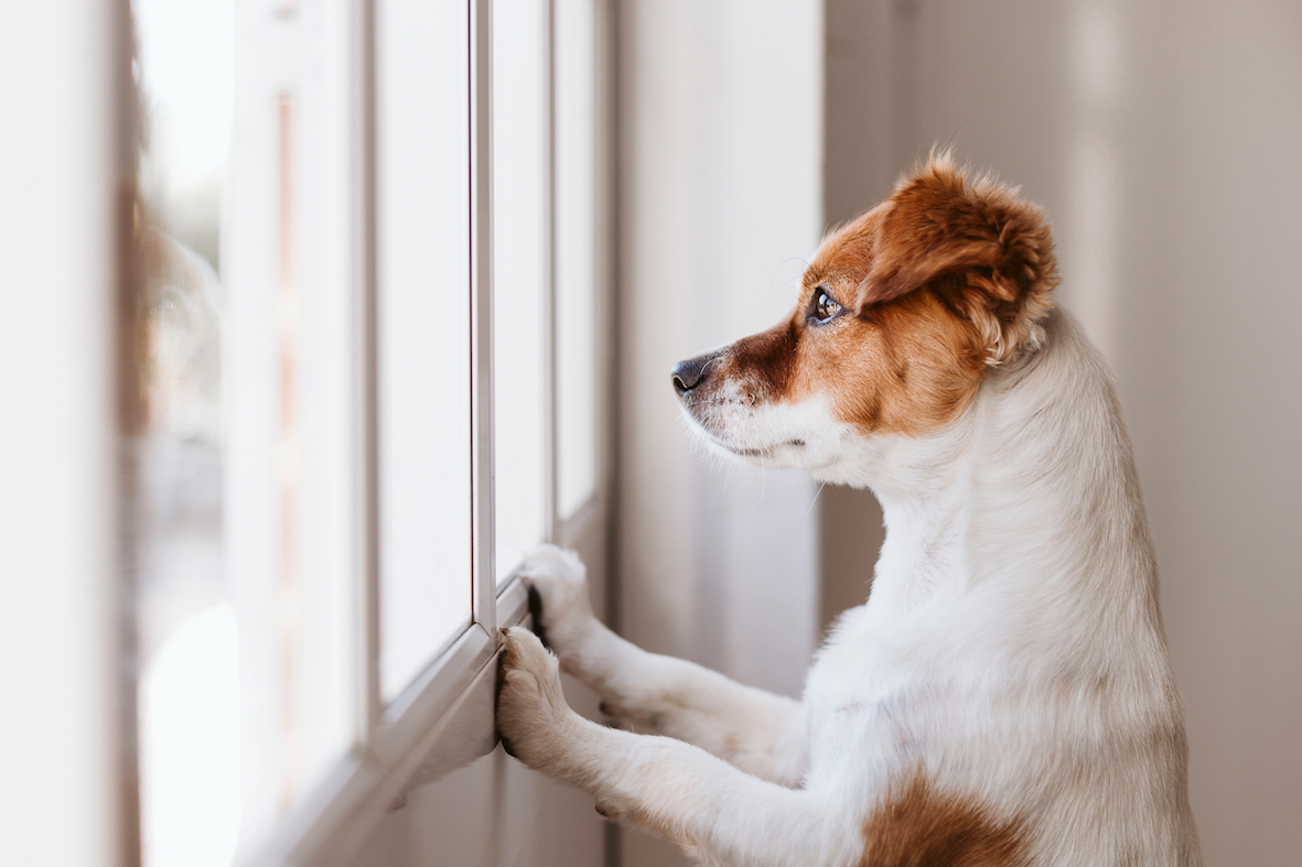 Anxious dog looking out the window
