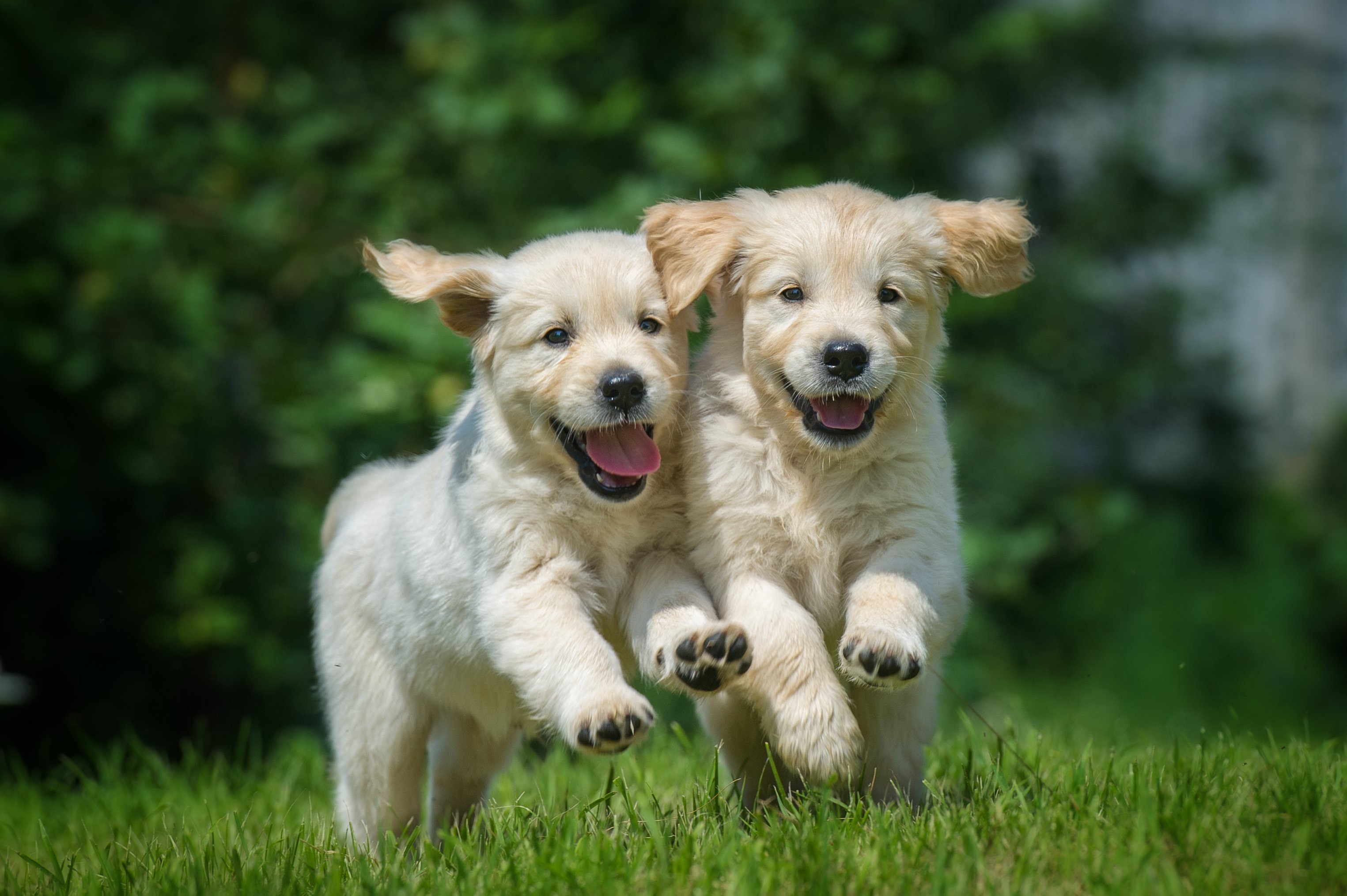 Puppy corgi sitting