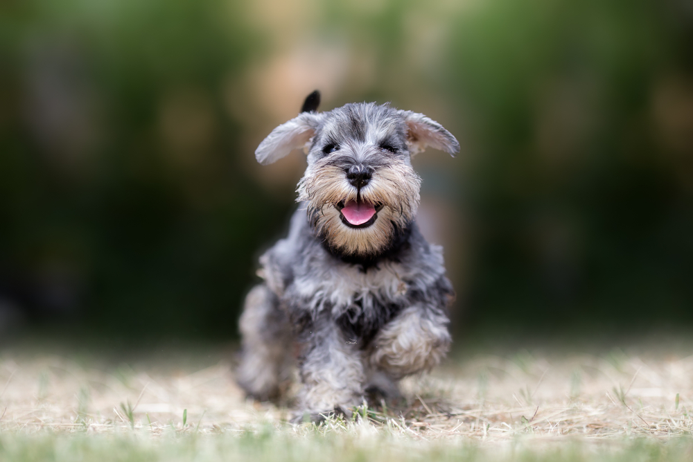 Mini Schnauzer Dog