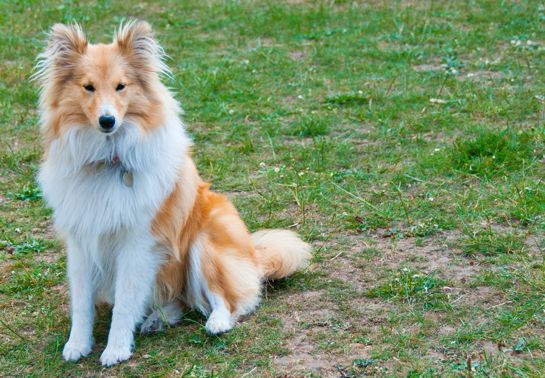 Shetland Sheepdog sitting