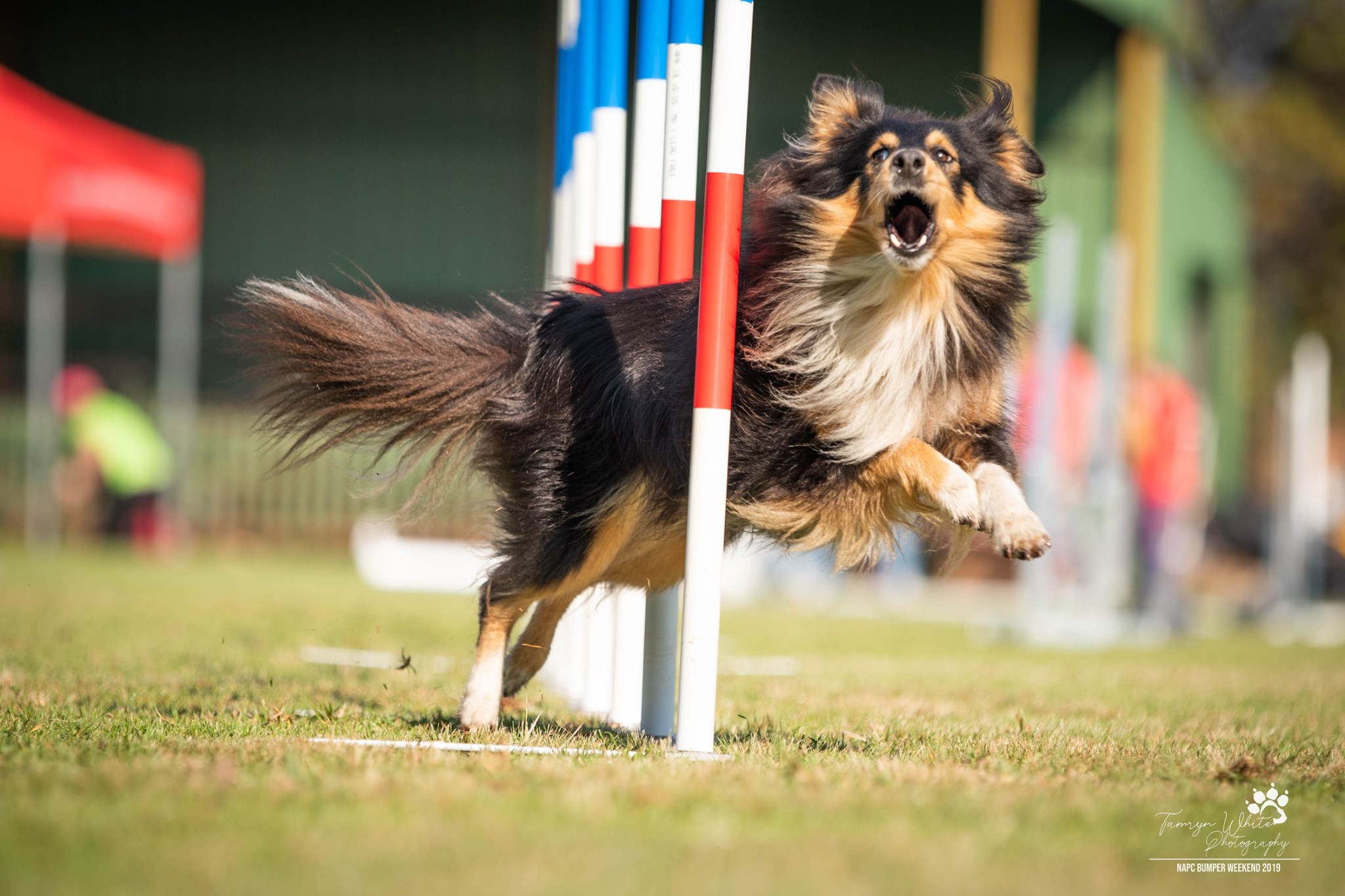 Sheltie dog running through agility weaves