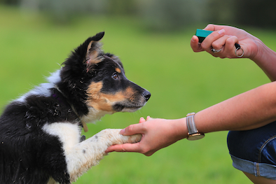 Border Collie puppy being clicker trained