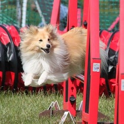Dog jumping over agility hurdle