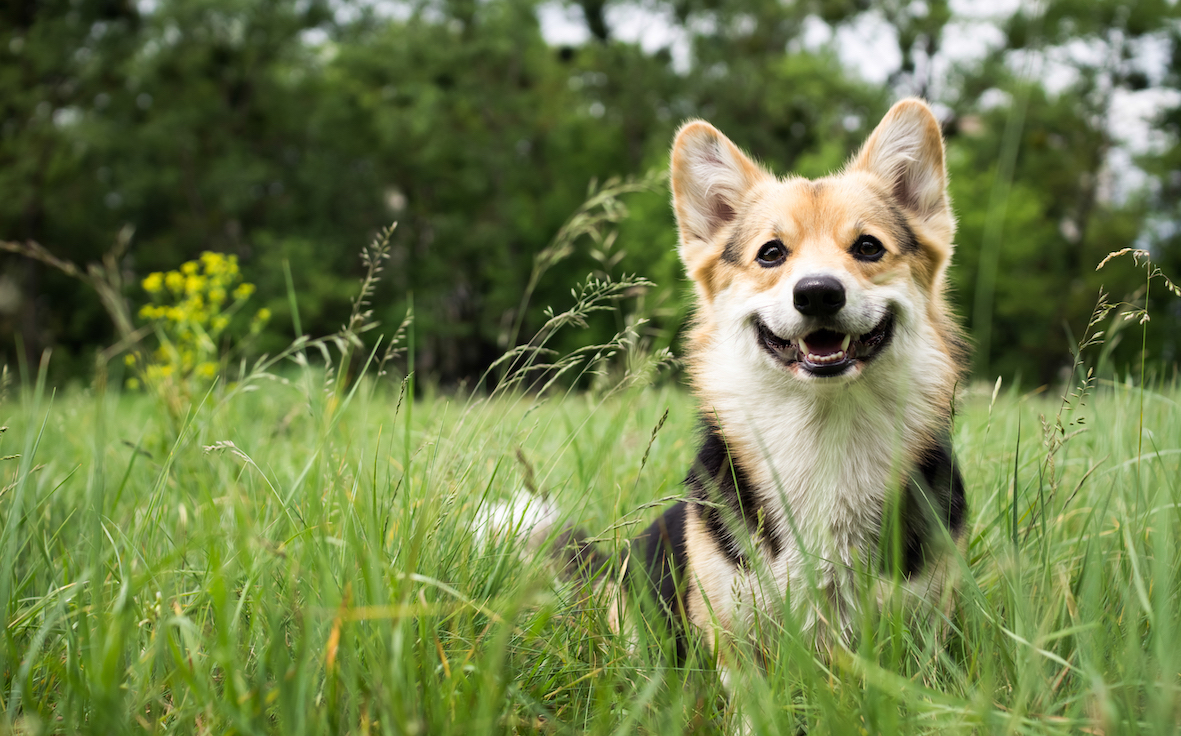 Puppy corgi sitting