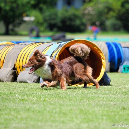 Dog Agiity - Collie coming out of tunnel