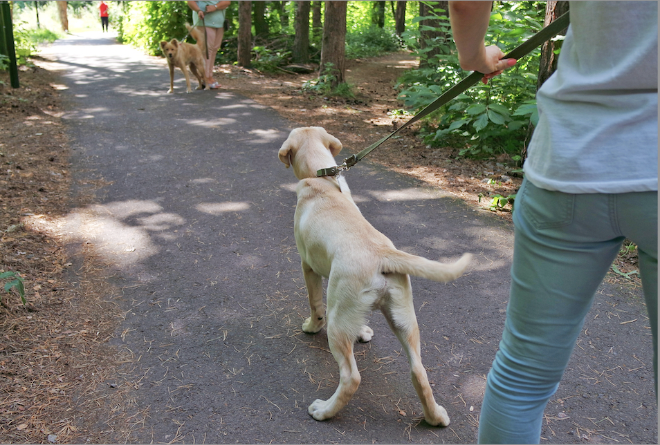 Reactive dog on lead