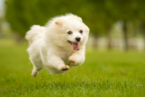 Spitz dog running fast
