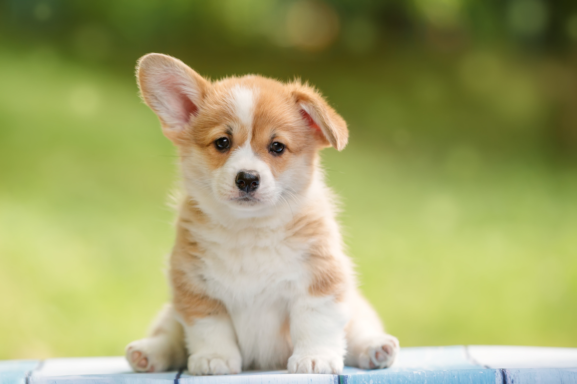 Puppy Training Classes Streatham