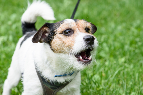 Nervous Jack Russell Terrier dog being reactive