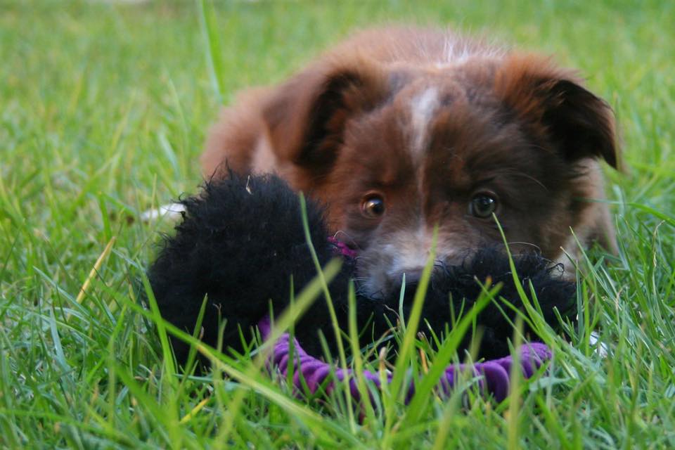 puppy classes Streatham