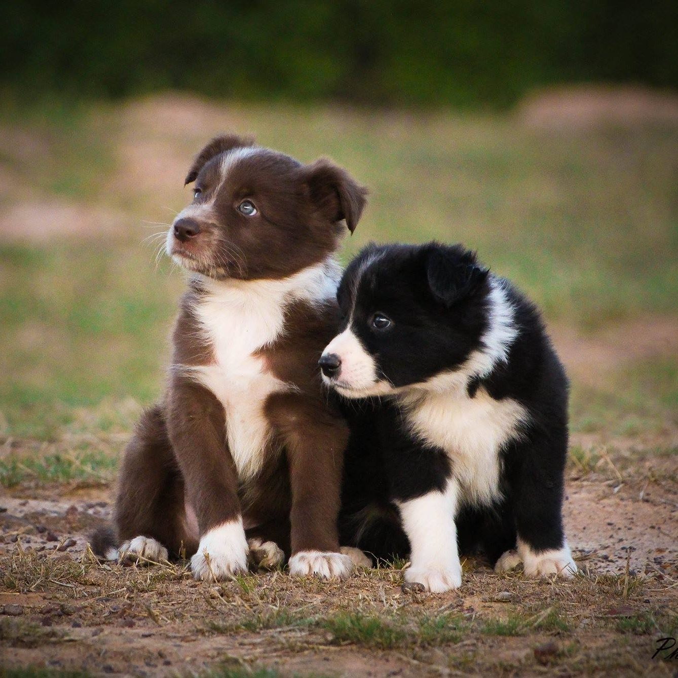 Two Border Collie Puppies