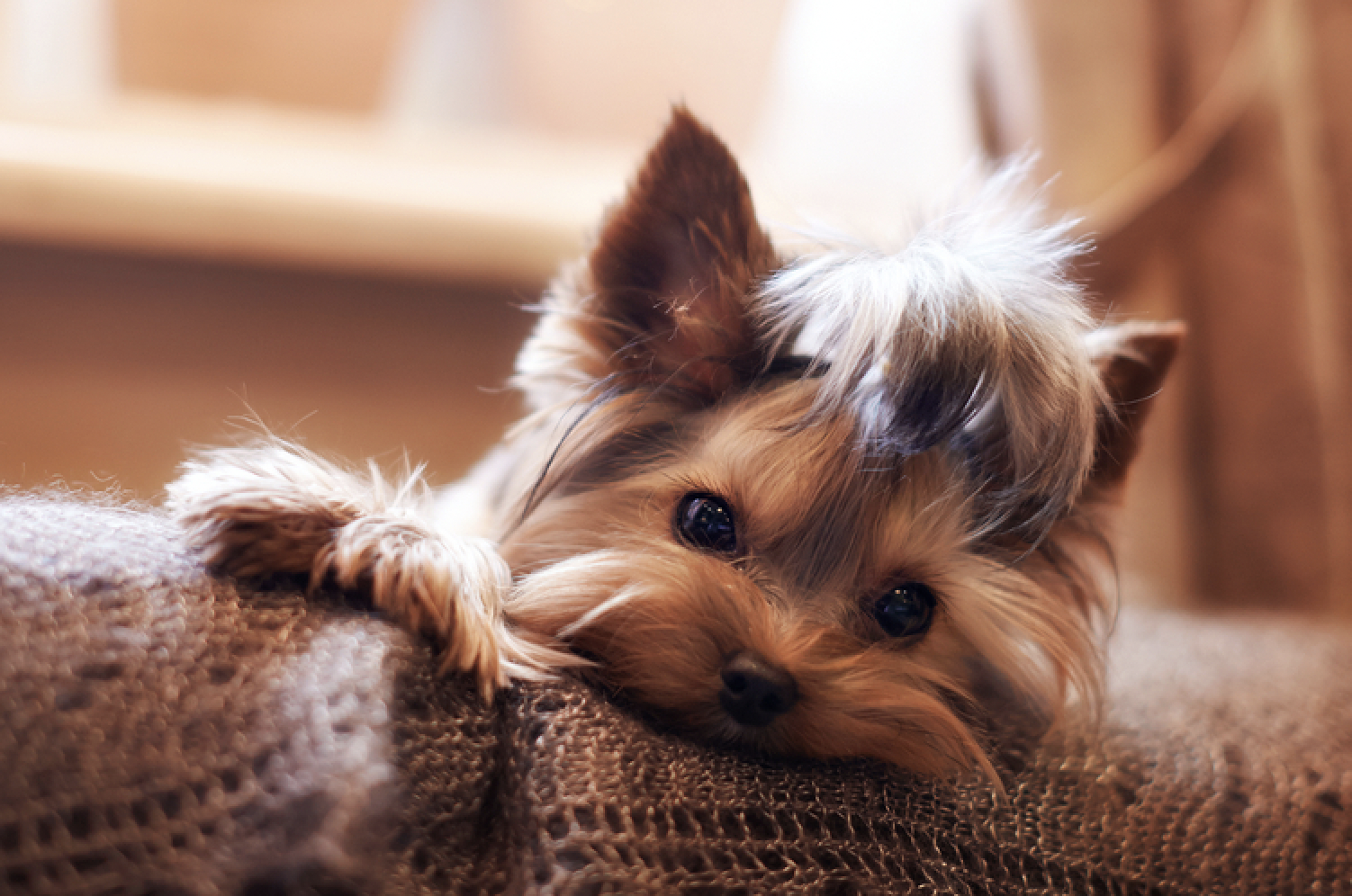 Yorkshire Terrier dog laying on the sofa