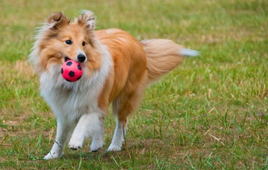 Shetland Sheepdog with a ball