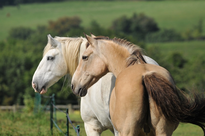 Two happy horses