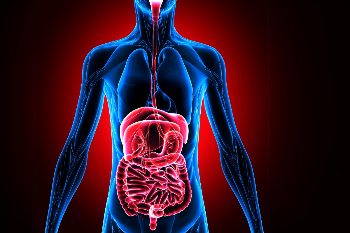digestive system, organs, anxiety, panic, gut brain connection