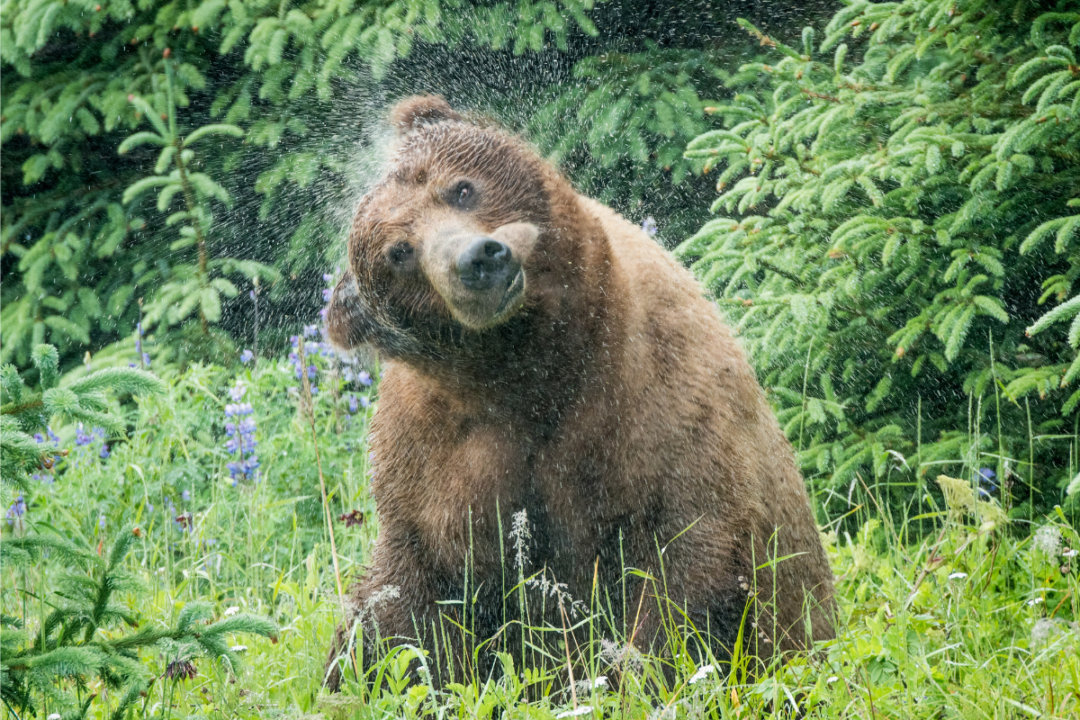 shake it off, release stress, stress relief, bear shake off water