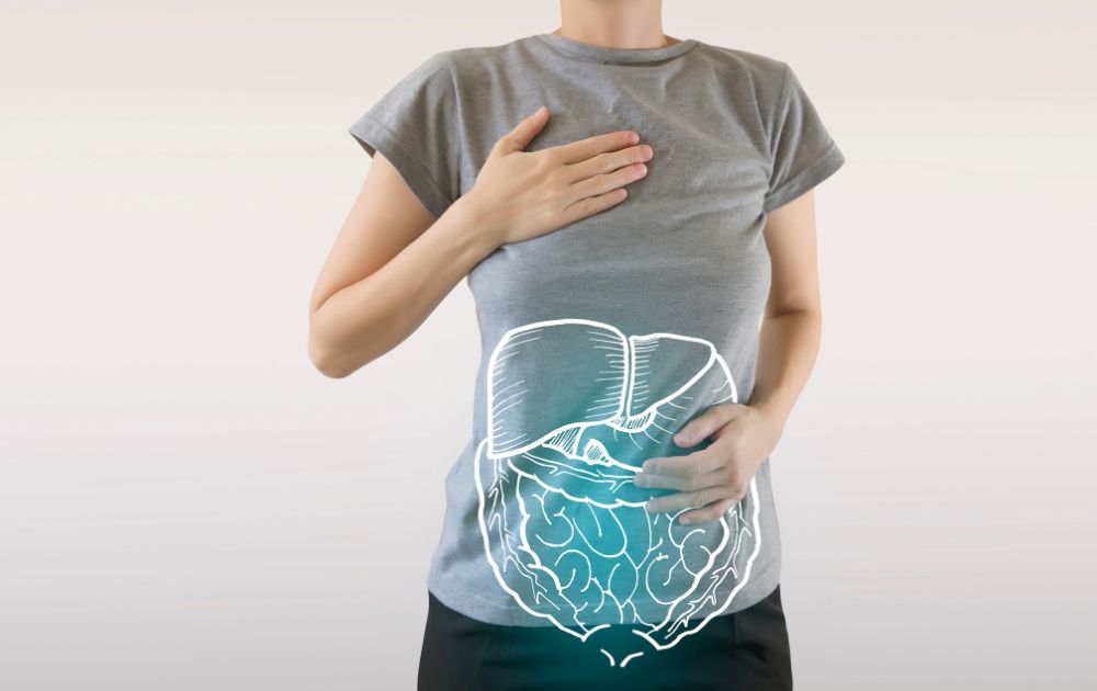 digestive system illustration representing gut health and inflammation relief