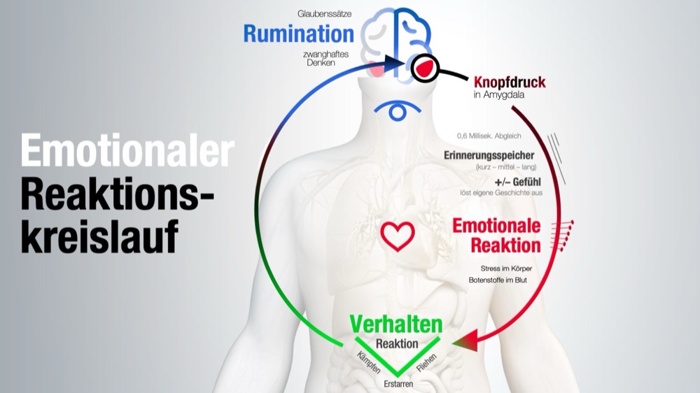 Emotionaler Reaktionskreislauf - Enneagram Germany