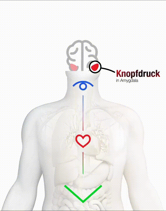Der emotionale Reaktionskreislauf – Enneagram Germany