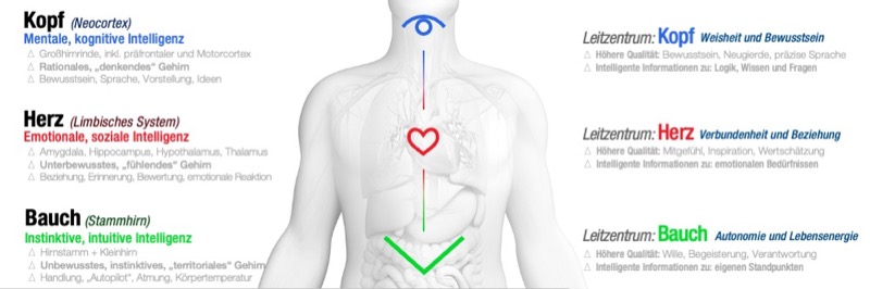 Die drei Intelligenzen wissenschaftlich erklärt im gratis eBook
