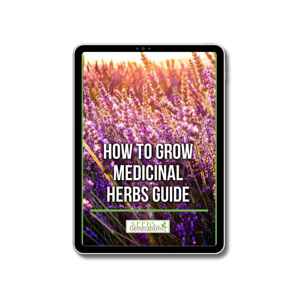 20 Medicinal Herbs From Your Culinary Garden