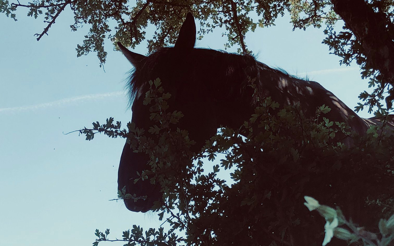 Thoughts from a beautiful moment with my pony today...  How long have you been attracting the wrong people into your life?