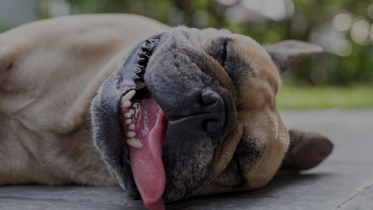 Dog with no more creative energy