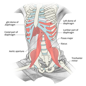 Anatomy of Warrior II