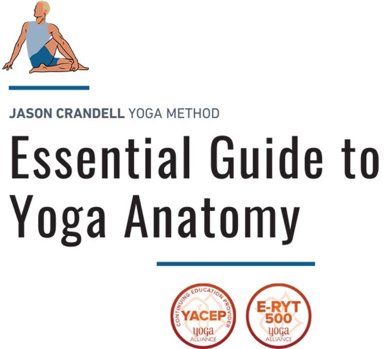 Essential Guide to Yoga Anatomy